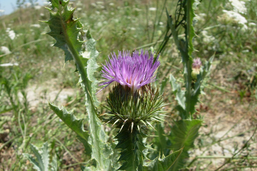 Fiori spinosi - Onopordum sp. e Cirsium vulgare